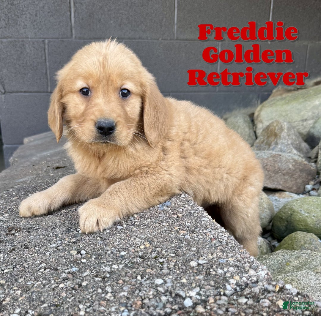 Golden Retriever dogs for sale: Freddie - Image 5