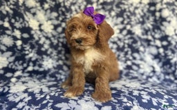 Cockapoo dogs for sale: Missy - Image 4