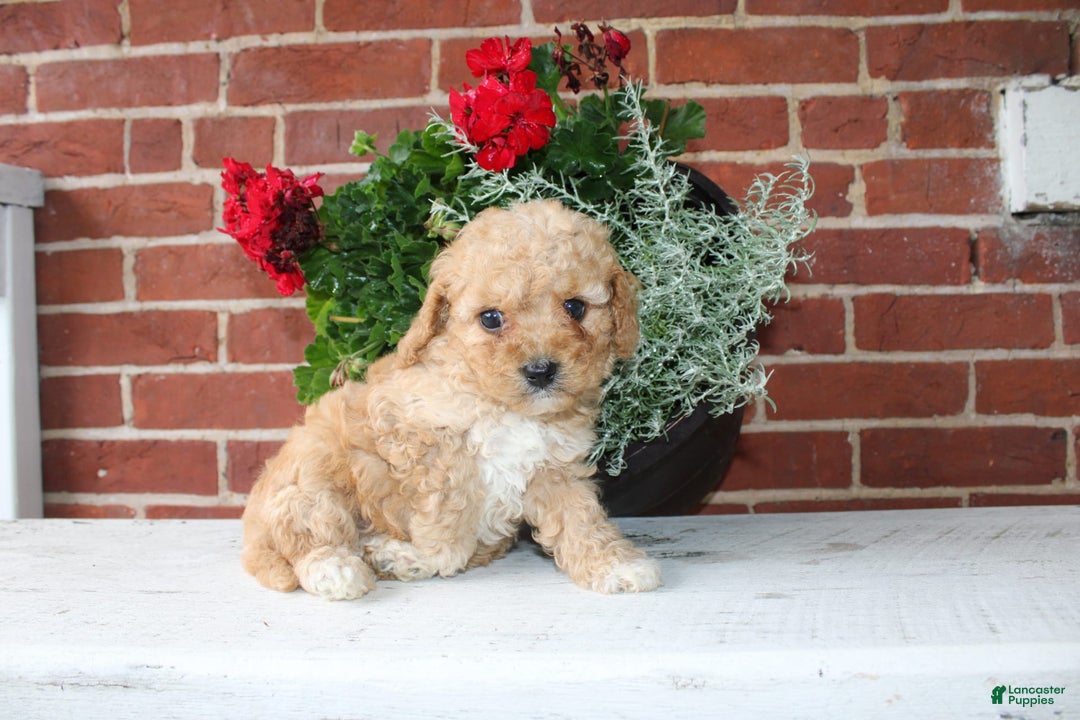 Cavapoo dogs for sale: Almond - Image 1