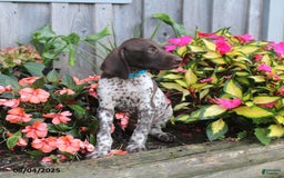 German Shorthaired Pointer dogs for sale: Luke - Image 4