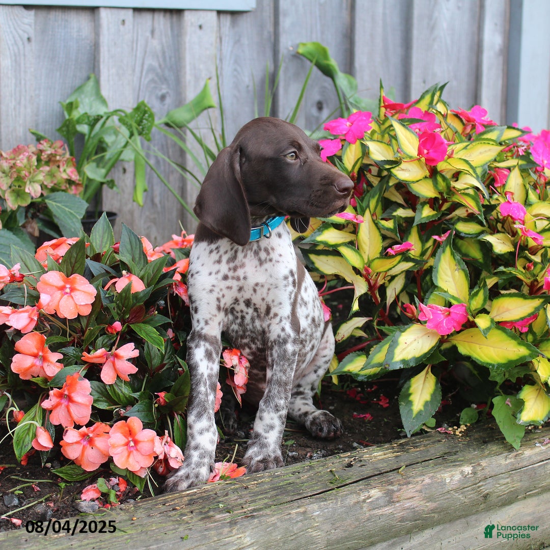 German Shorthaired Pointer dogs for sale: Luke - Image 4
