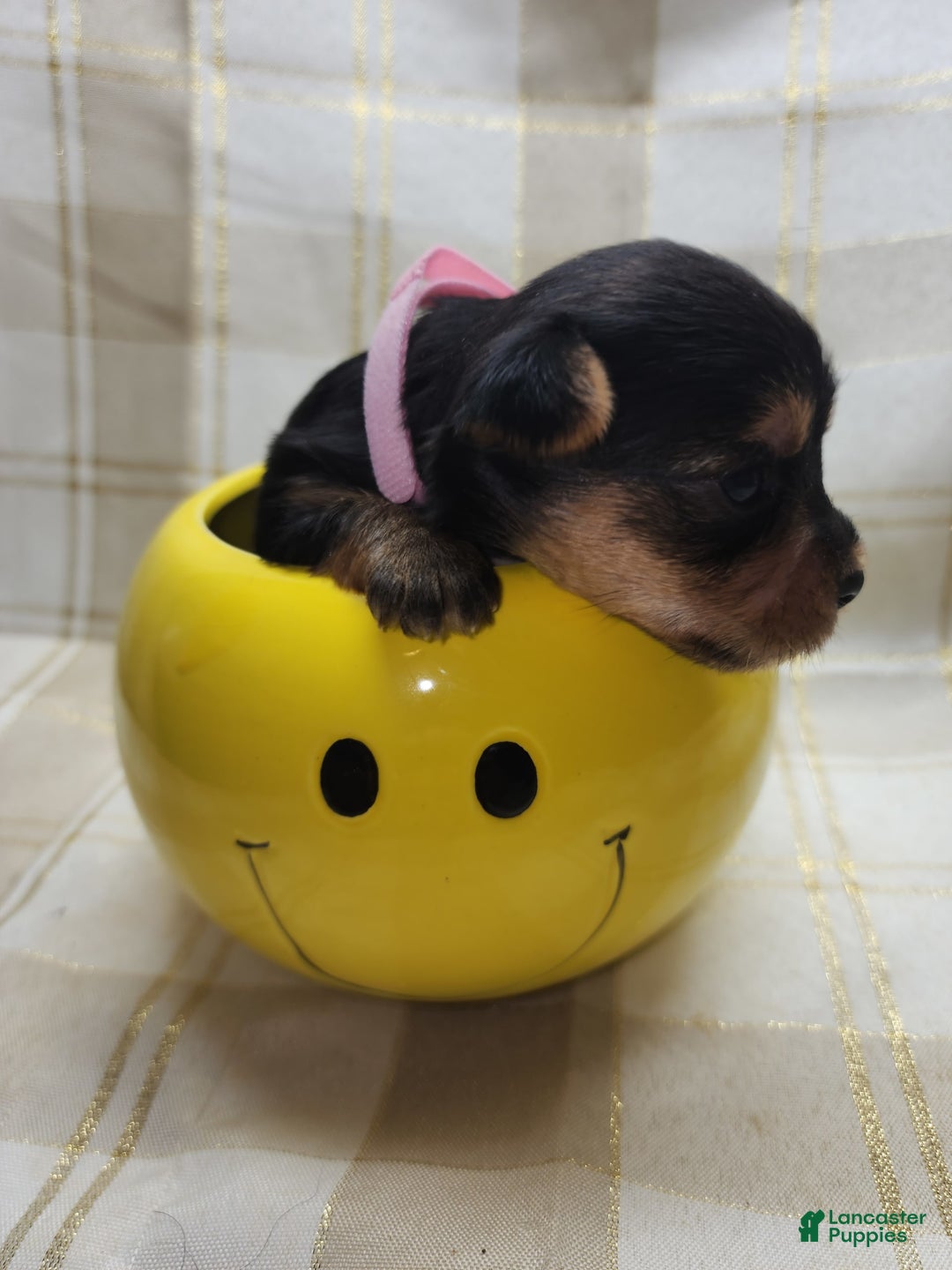 Yorkshire Terrier dogs for sale: Alexa - Image 7