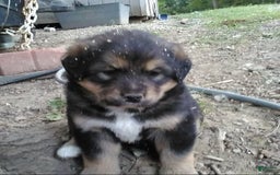 Bernese Mountain Dog dogs for sale: Willow - Image 2