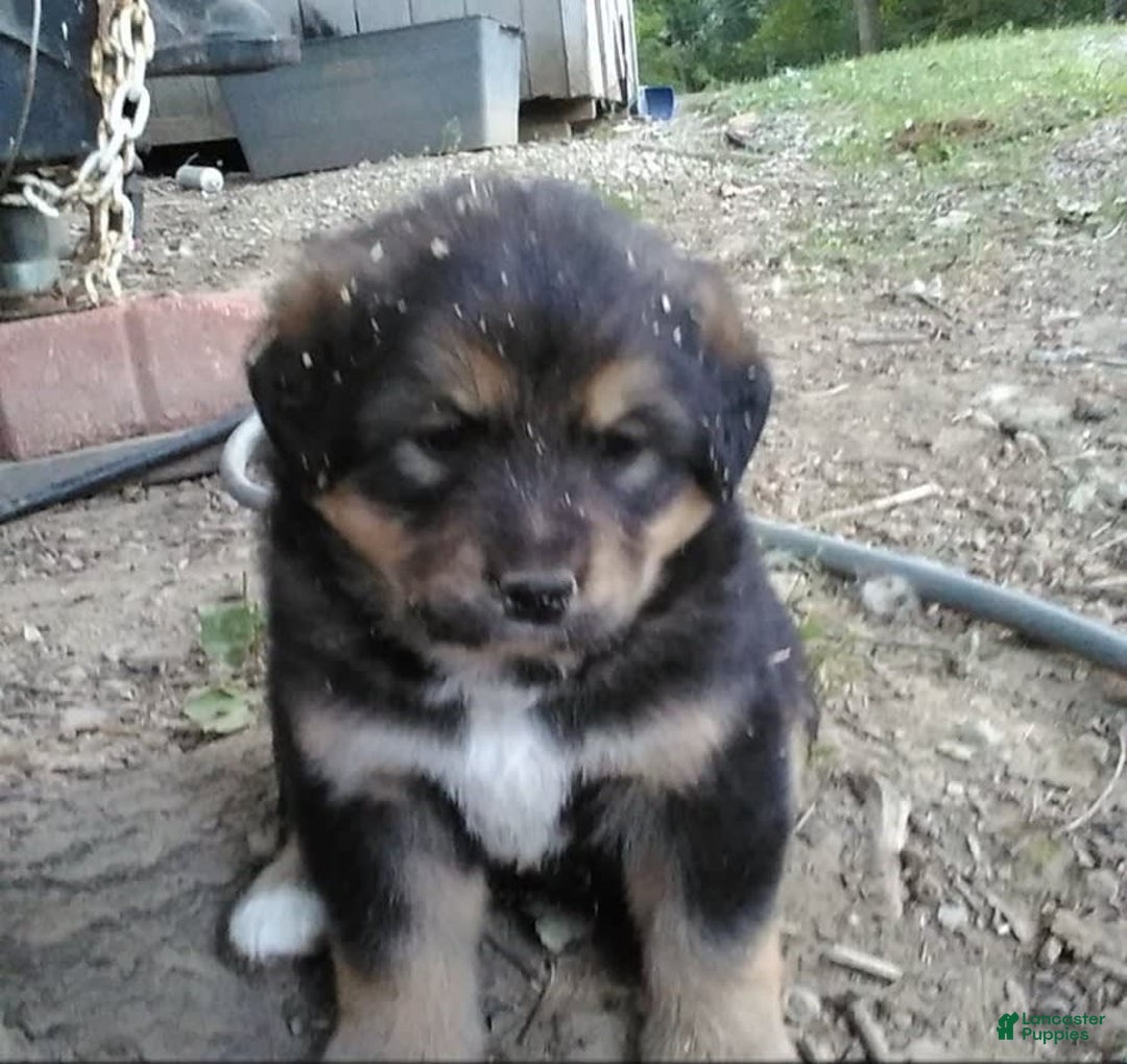 Bernese Mountain Dog dogs for sale: Willow - Image 2