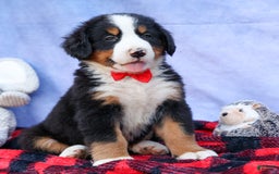 Bernese Mountain Dog dogs for sale: Sage - Image 1