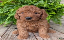 Mini Goldendoodle dogs for sale: Mini -kobe - Image 8