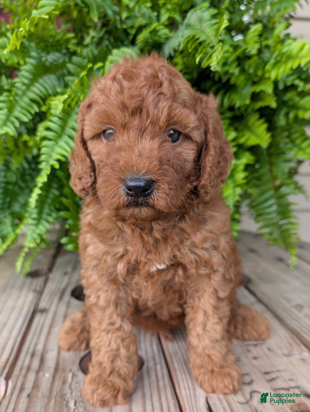 Mini Goldendoodle dogs for sale: Mini -kobe - Image 8