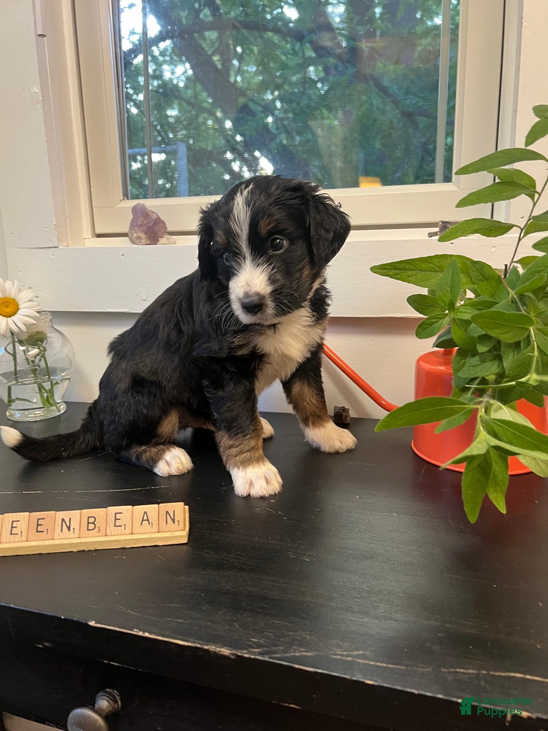 Bernedoodle dogs for sale: Greenbean - Image 2