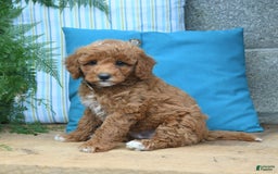 Mini Goldendoodle dogs for sale: Caden - Image 4