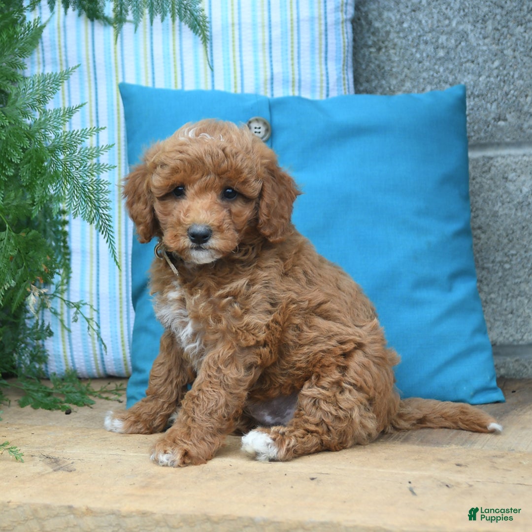 Mini Goldendoodle dogs for sale: Caden - Image 4
