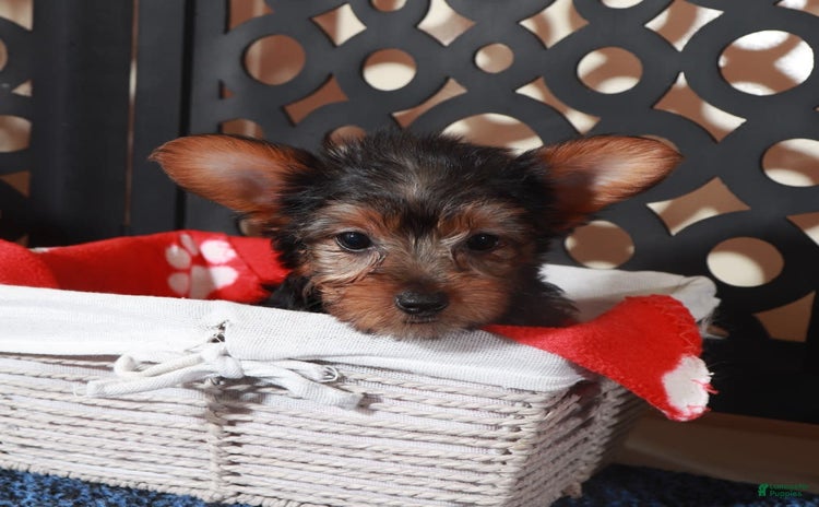 Yorkshire Terrier dogs for sale - Ad 5