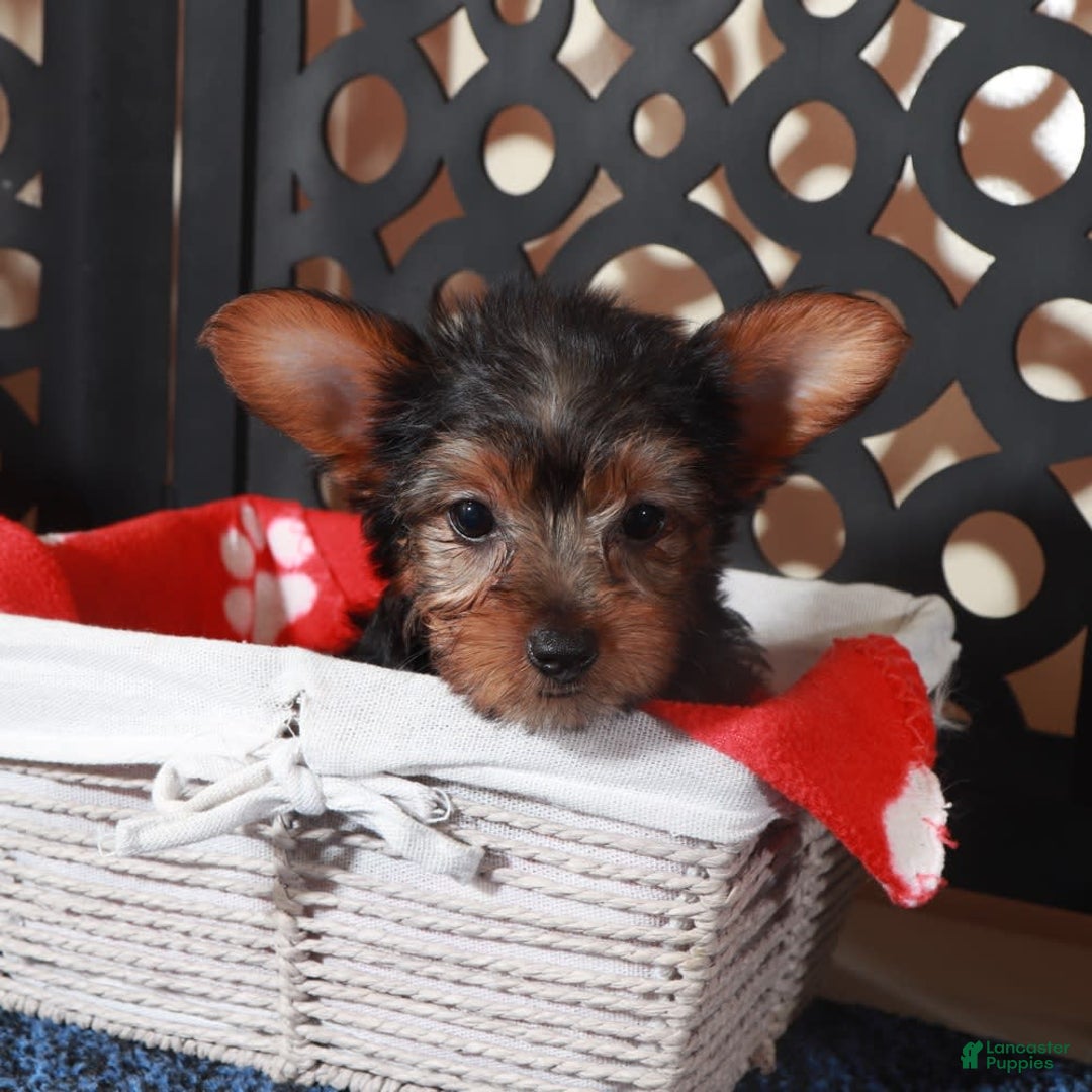 Yorkshire Terrier dogs for sale: Chiclet - Image 1