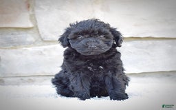  dogs for sale: Mini Goldendoodle 3 puppies - Image 11