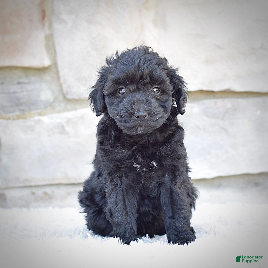  dogs for sale: Mini Goldendoodle 3 puppies - Image 11
