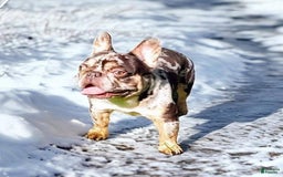 French Bulldog dogs for sale: Athena Akc - Image 51