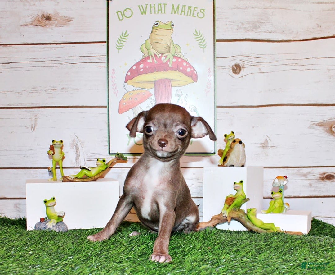 Chihuahua dogs for sale: Symbra - Image 9
