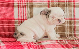 English Bulldog dogs for sale: Marley - Image 8