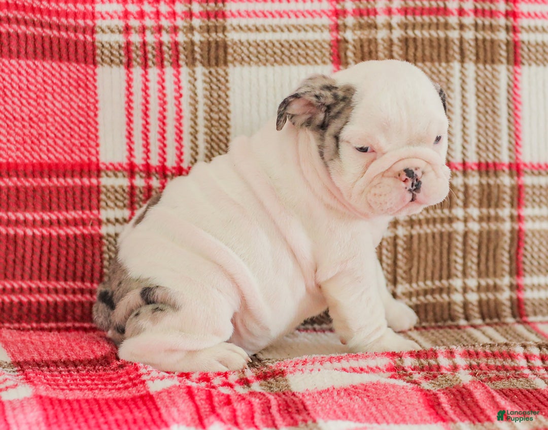 English Bulldog dogs for sale: Marley - Image 8