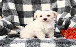 Maltipoo dogs for sale: Lucky - Image 2