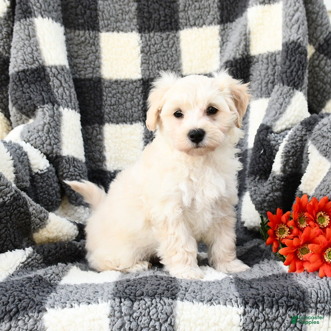 Maltipoo dogs for sale: Lucky - Image 2