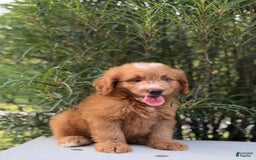 Mini Goldendoodle dogs for sale: Kaylor - Image 15