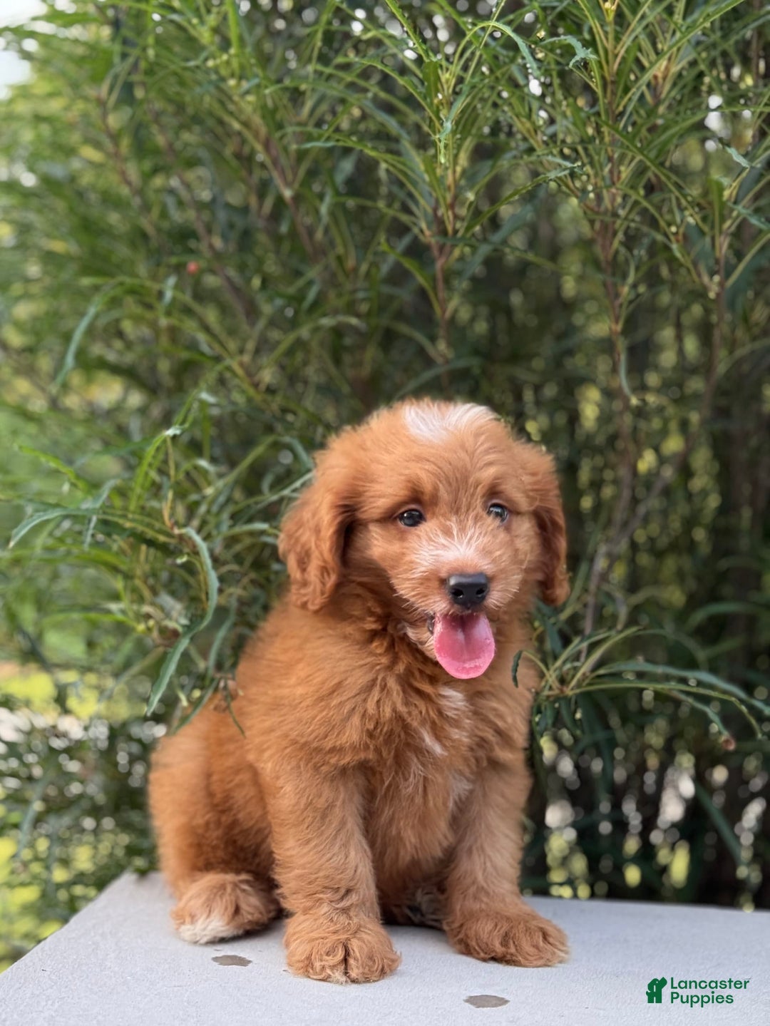 Mini Goldendoodle dogs for sale: Kaylor - Image 15
