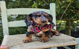 Miniature Dachshund dogs for sale: Andrew - Image 9