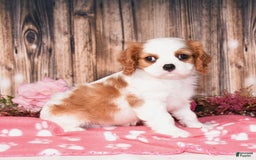 Cavalier King Charles Spaniel dogs for sale: Jordan - Image 4