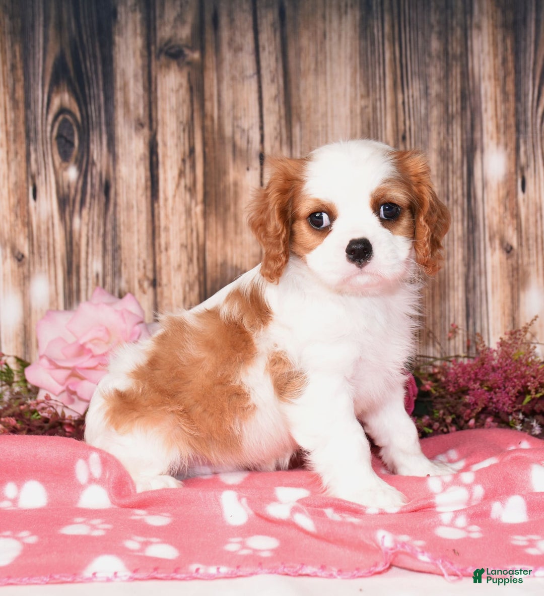 Cavalier King Charles Spaniel dogs for sale: Jordan - Image 4