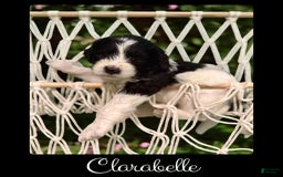 Bernedoodle dogs for sale: Clarabelle - Image 5