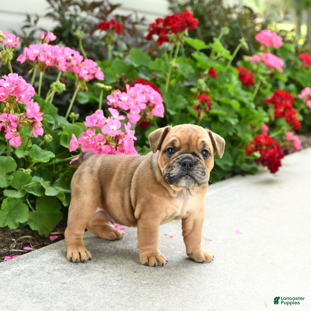 English Bulldog dogs for sale: Winston - Image 1
