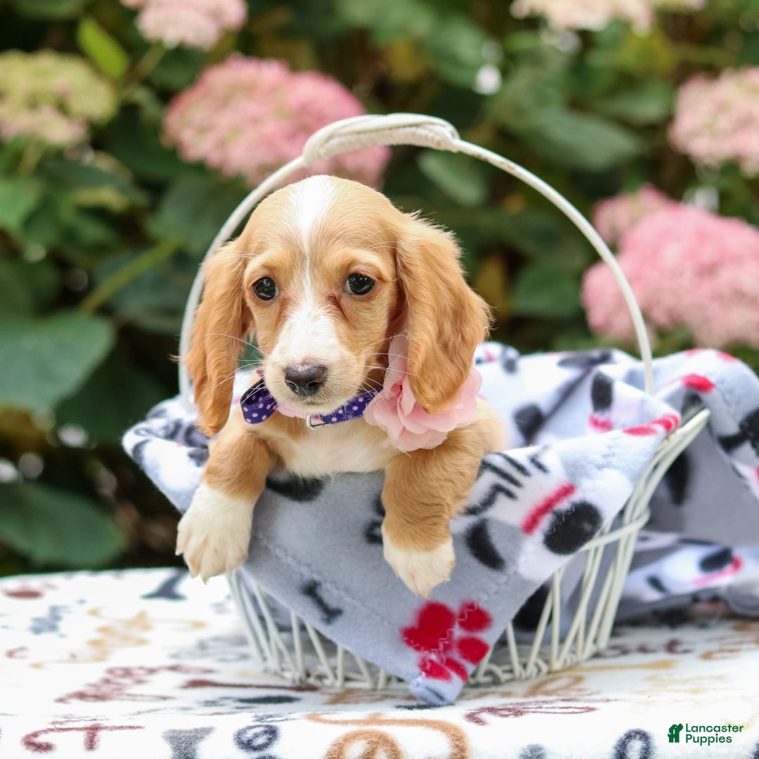 Miniature Dachshund dogs for sale: Sandy - Image 2