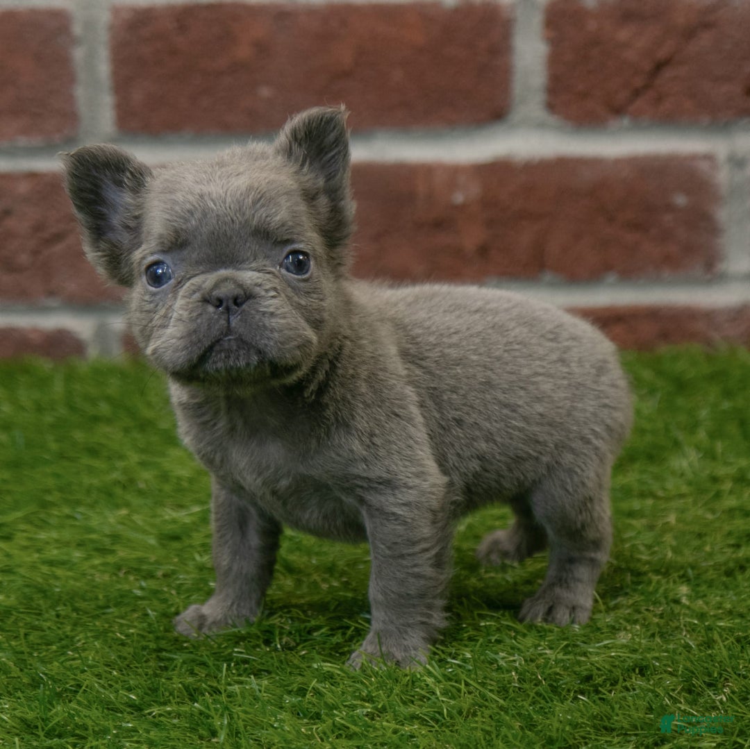 French Bulldog dogs for sale: Lilly - Image 9