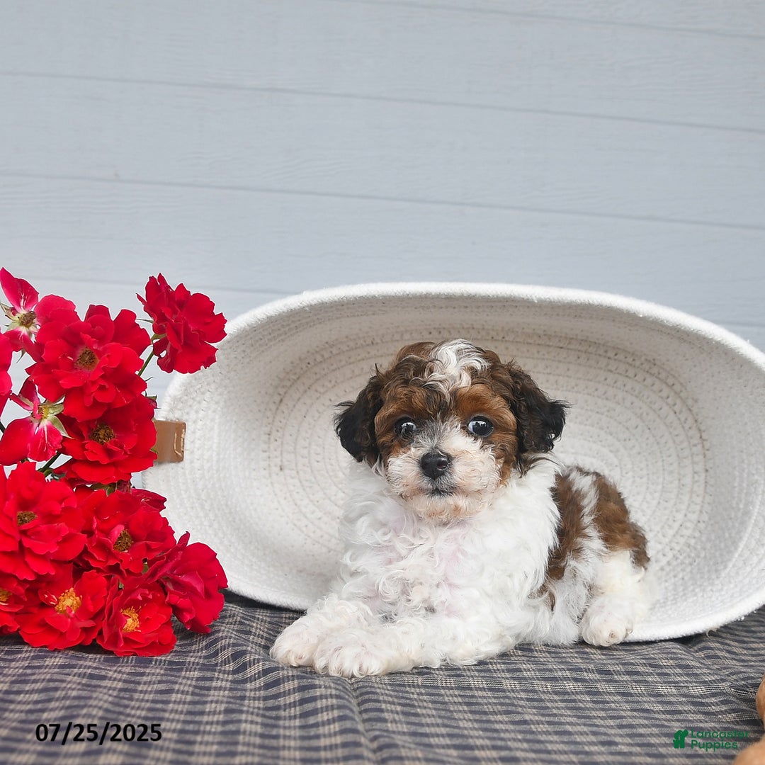 Lhasapoo dogs for sale: Sugar - Image 4