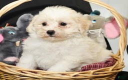 Shihpoo dogs for sale: Bubbles - Image 2