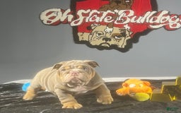 English Bulldog dogs for sale: Chubbs - Image 6