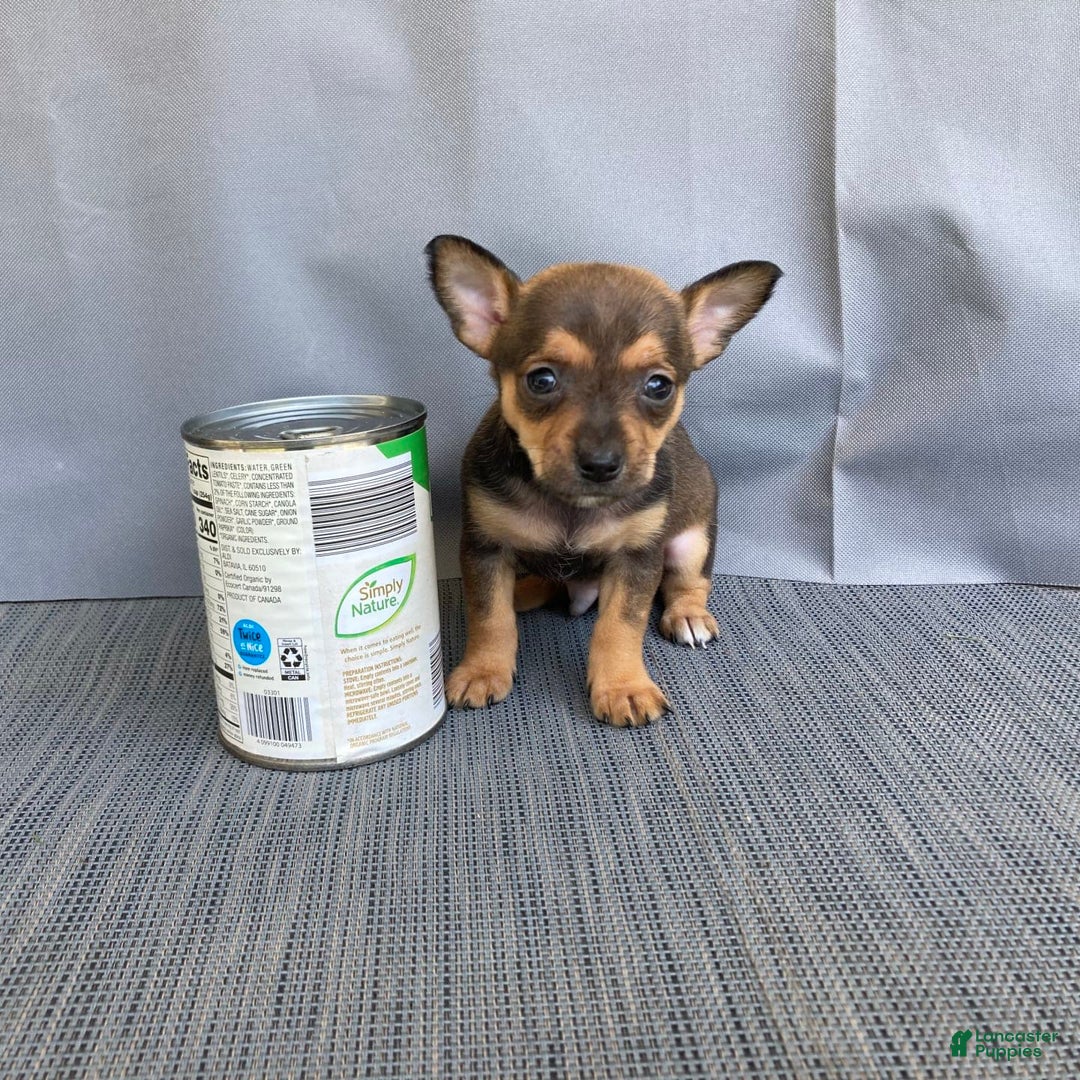 Chihuahua dogs for sale: Reggie - Image 3