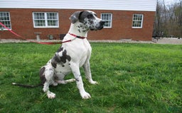 Great Dane dogs for sale: Dillon - Image 7