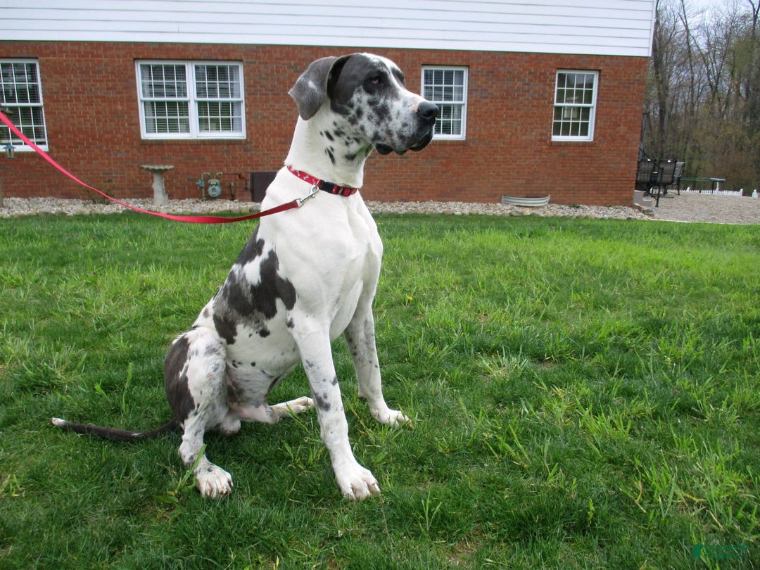 Great Dane dogs for sale: Dillon - Image 7