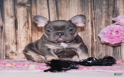 French Bulldog dogs for sale: Gemma - Image 6