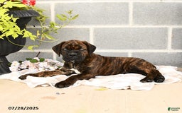 Cane Corso dogs for sale: Inky - Image 3