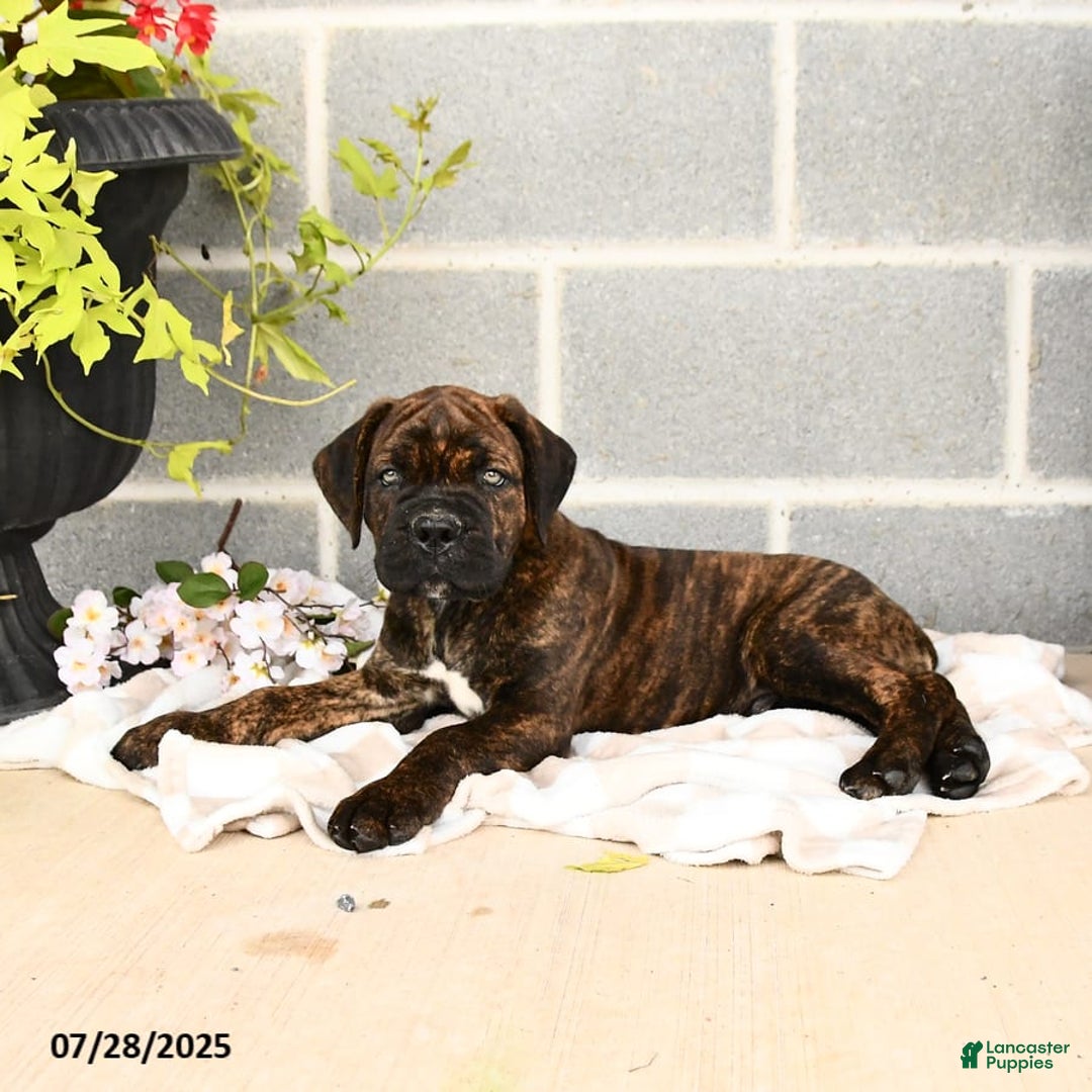 Cane Corso dogs for sale: Inky - Image 3