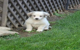 Great Pyrenees dogs for sale: Casey - Image 1
