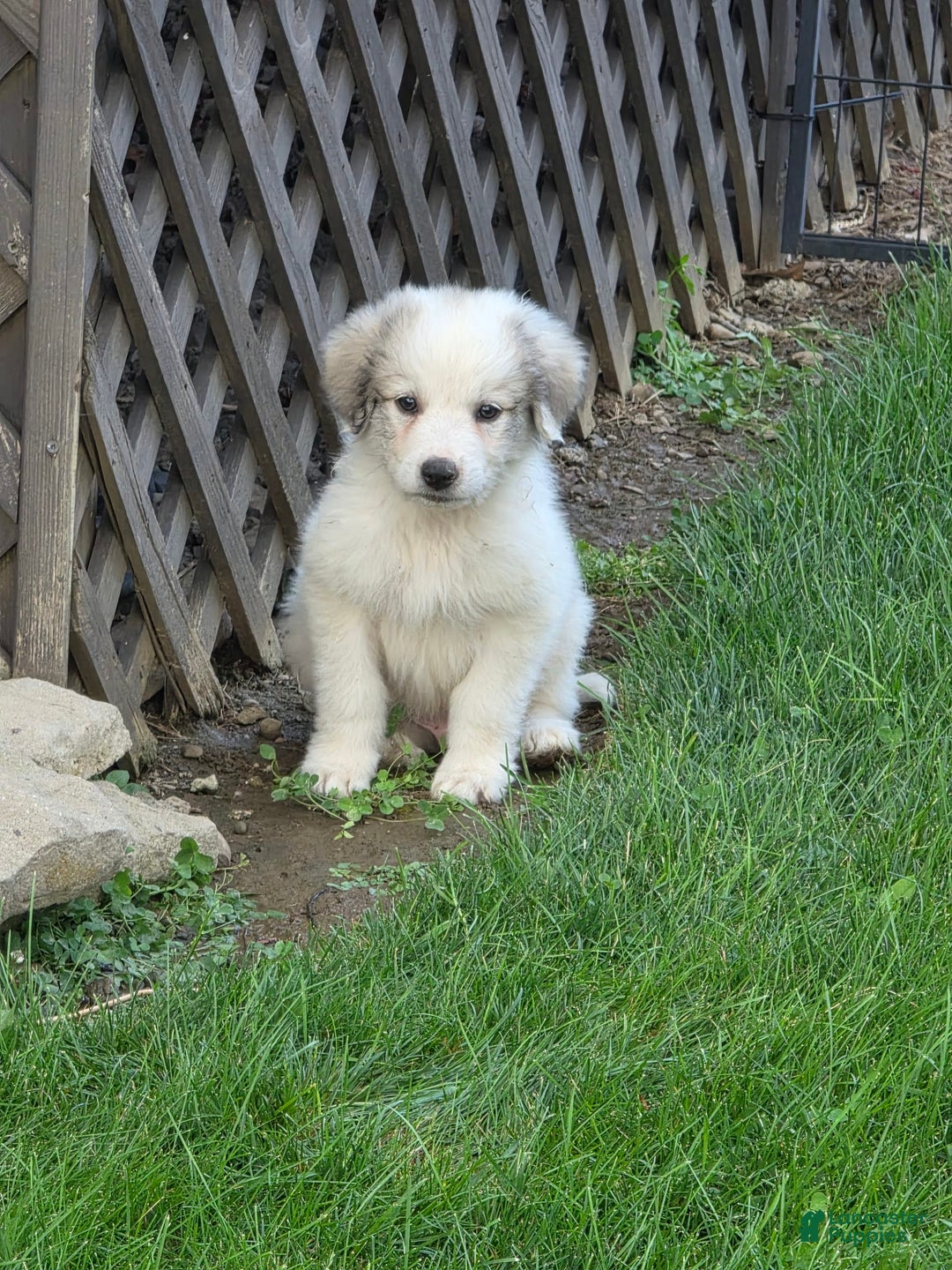Great Pyrenees dogs for sale: Casey - Image 1