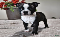 Boston Terrier dogs for sale: Lacey - Image 4