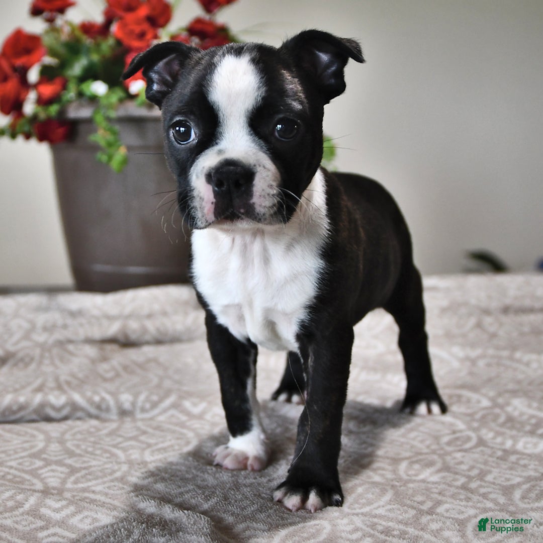 Boston Terrier dogs for sale: Lacey - Image 4