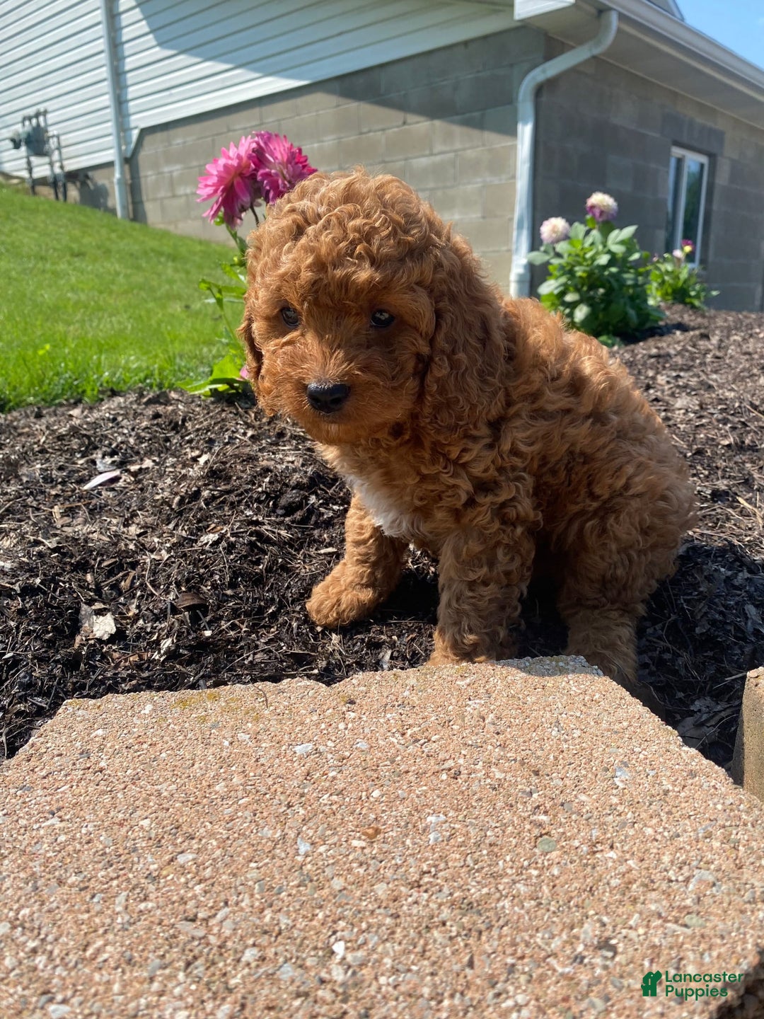 Cavapoo dogs for sale: Luca - Image 2