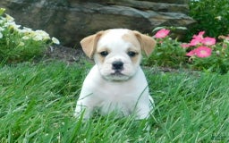 English Bulldog dogs for sale: Jasper - Image 4