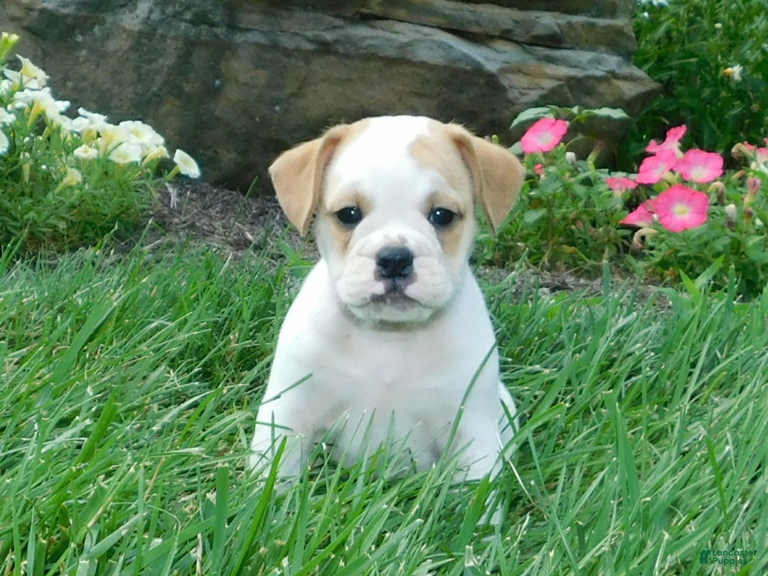 English Bulldog dogs for sale: Jasper - Image 4