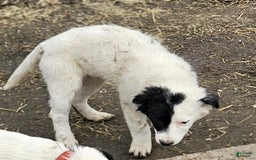 Border Collie dogs for sale: Divvy - Image 14